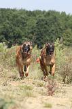 MALINOIS 242